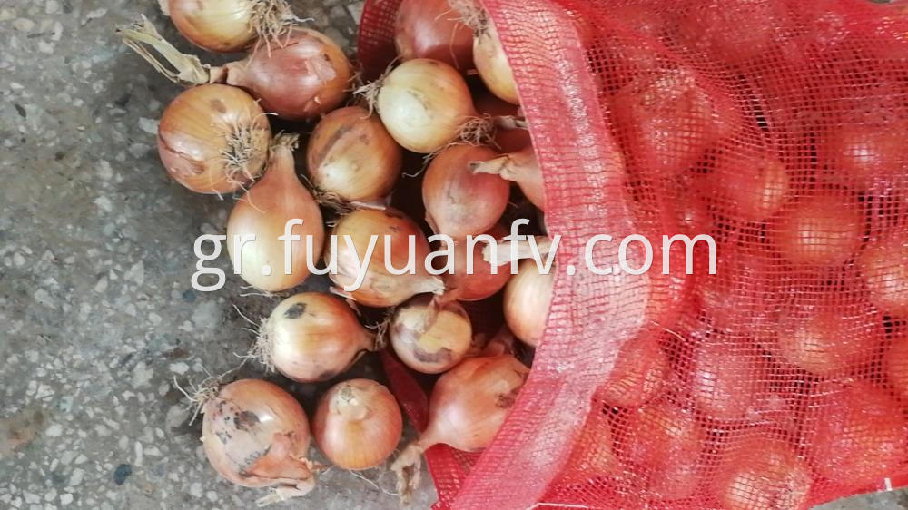 Fresh Gansu Onion